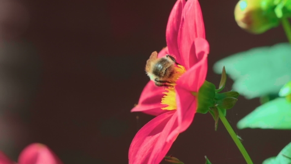 Bumblebee On Dahlia Flower