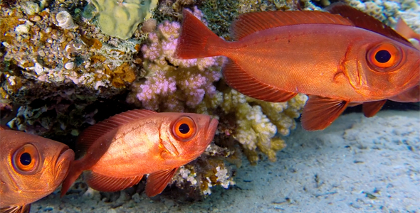 Tropical Underwater Colorful Bigeye Fish