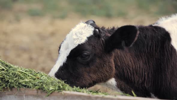 Young Calves Eat Green Food On Farm