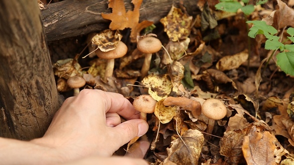 A Man Picking Mushrooms in the Forest