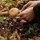 Man Picking Mushrooms in the Forest - VideoHive Item for Sale