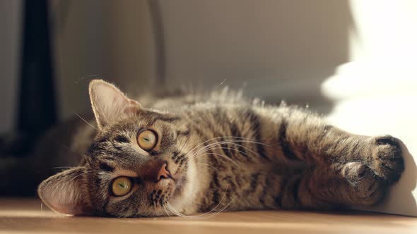 Close Up of Cat Portrait with Tabby Grey Fur and Green Big Eyes