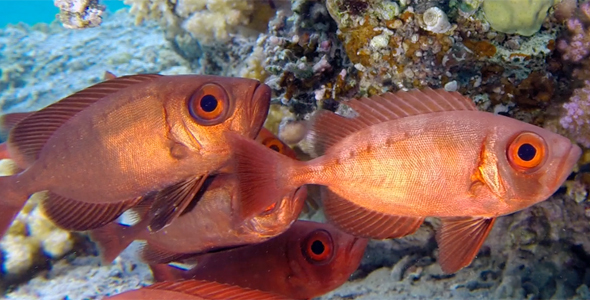 Colorful Underwater Tropical Bigeye Fish