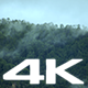 Forest with Fog - VideoHive Item for Sale