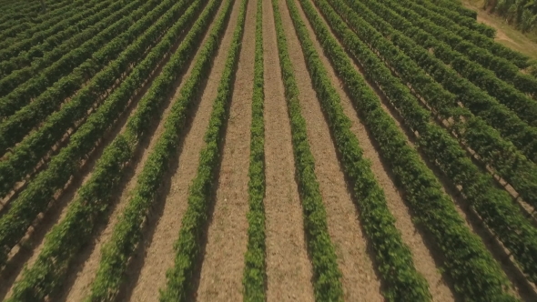 Flying Over Countryside With Vineyards