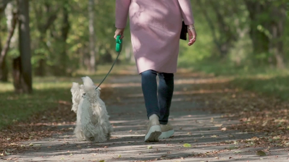 Autumn Leaves Underfoot. West Highland White Terrier