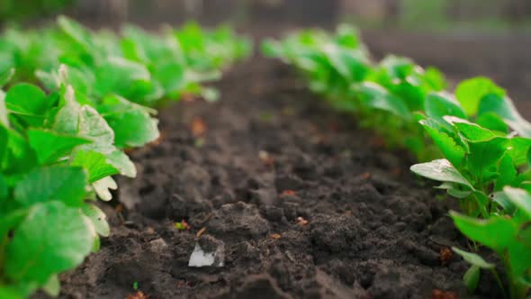 Smooth Movement Between the Rows of Growing Radishes in the Garden Bed Closeup