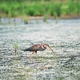 Purple Heron Wading in the Pond - VideoHive Item for Sale