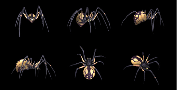 Spooky Spider - Black Yellow - Walk Loop - Pack of 6