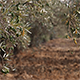 Olive Tree - VideoHive Item for Sale