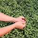 Picking Peppermint - VideoHive Item for Sale