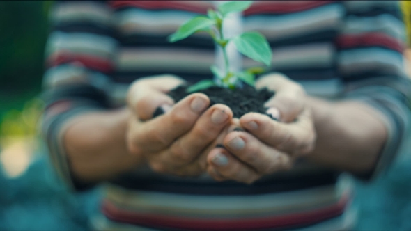 Woman's Hands Holding Green Small Plant