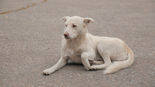 White Homeless Dog On The Road