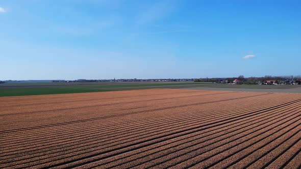 Dutch Tulip Field In Springtime At Zuid-Beijerland, Netherlands - aerial shot