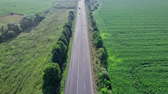 Car Driving Down an Asphalt Road Crossing the Vast Forest