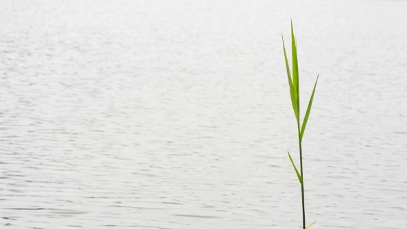 Tall Leaves Of The Bulrushes