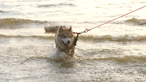 Husky Dog Walking On a Water On The Beach