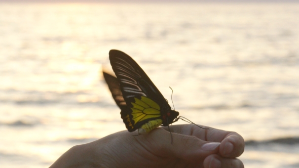 Beautiful Colorful Butterfly Sitting On Female Hand