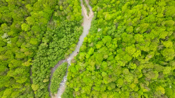 Mountain forest and river