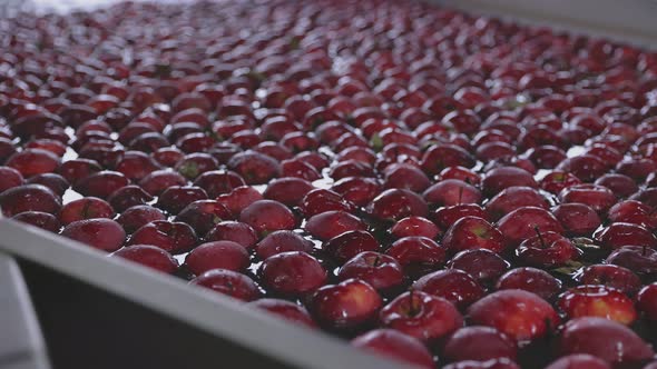 Automatic Washing of Apples in Production