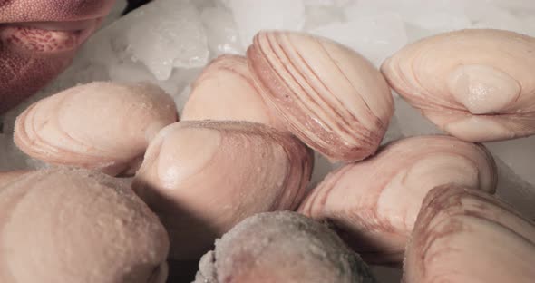 Frozen Clams On Ice For Sale At Fish Market. - close up