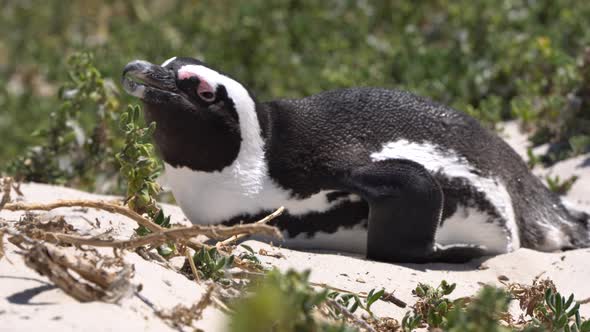 South African Penguin Sleeping At Boulder Beach Close Up Video Motion