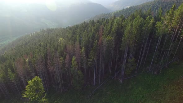 Deforestation. Aerial drone view of forest destroyed in Ukraine.