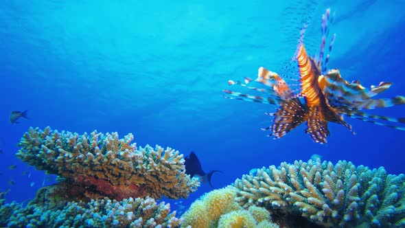 Tropical Coral Reef Marine Life Lionfish