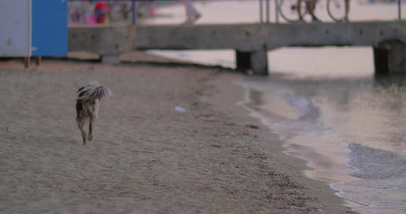Dirty Homeless Stray Dog on the Beach