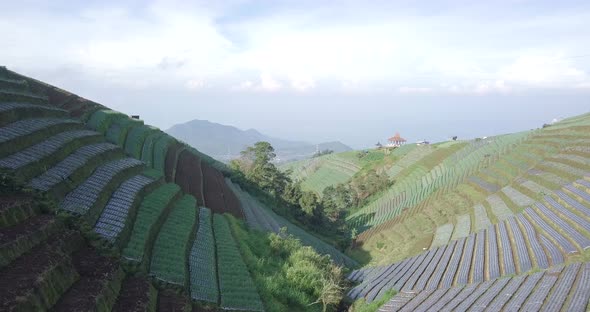 Aerial flight over terraced vegetable Plantation on hillside of Mount Sumbing in Central Java,Indone