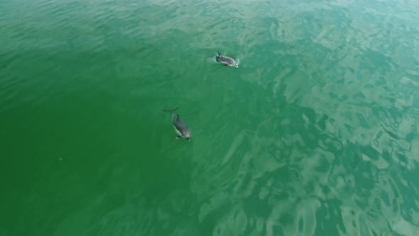 Flight Over Dolphins in the Sea