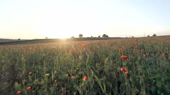 Field Full of Red Poppies in the Summer