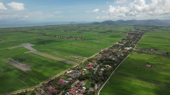 The Paddy Rice Fields of Kedah and Perlis, Malaysia