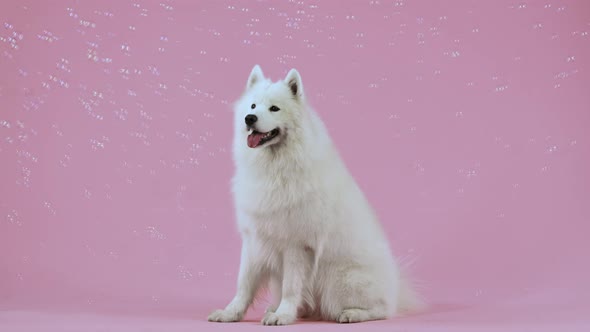 The Samoyed Spitz is Sitting in Full Growth Surrounded By Many Flying Soap Bubbles