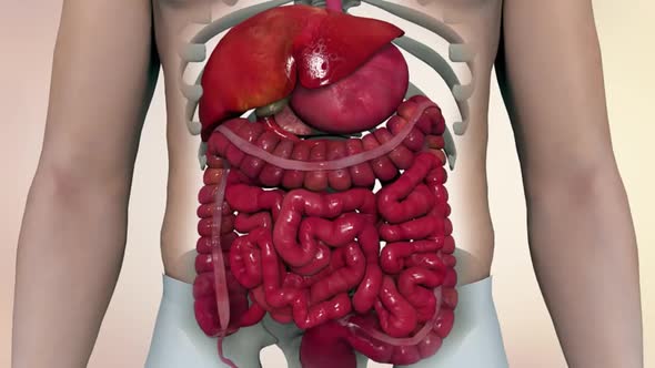 of Human Internal Organs. The Role of Intestines in Organs