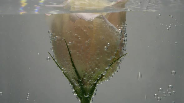 Soft Fresh Cream-colored Rose Is Found in Crystal Clear Water, Covered with Air Bubbles. Water Is