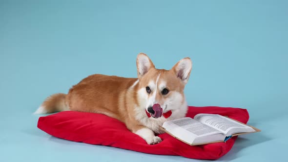 An Intelligent Dog of the Welsh Corgi Pembroke Breed in a Red Bow Tie Lies on a Red Pillow Next to
