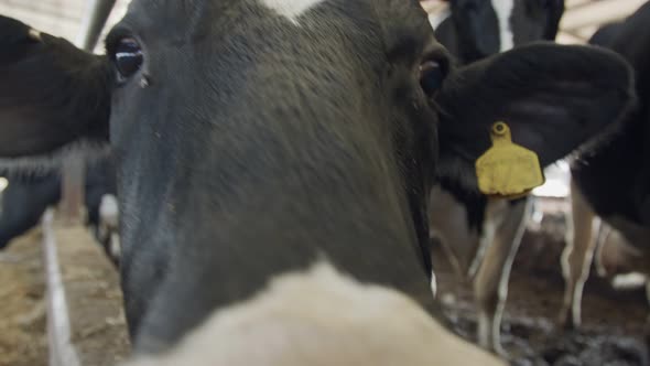 Close up of dairy cows in a stable