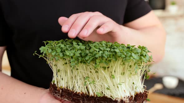 The Gardener Is Rubbing the Seedlings in the Soil