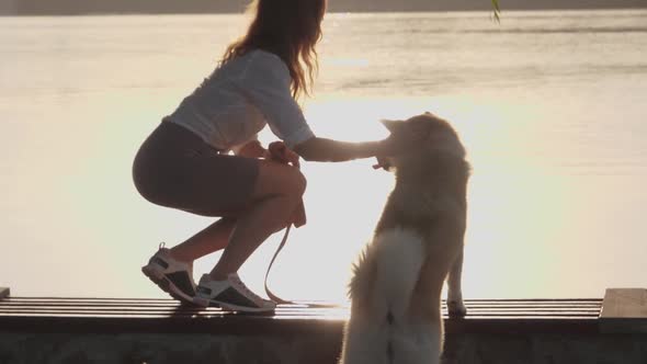 Young woman walking her cute Akita Inu dog in park on sunny day. Lovely pet