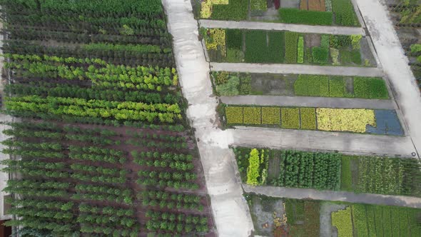 Aerial Tree Nursery