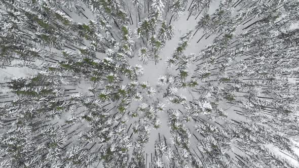 Winter Forest