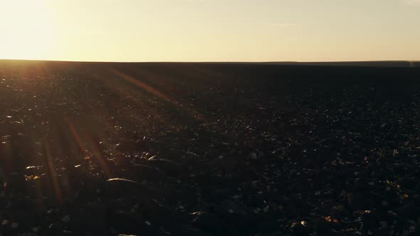 Dramatic Drone Flight Along Dark Agricultural Field in the Morning with Low Sun Warm Light