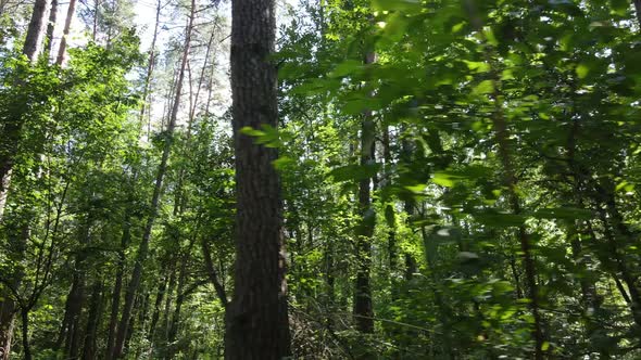 Slow Motion View of Green Forest By Day
