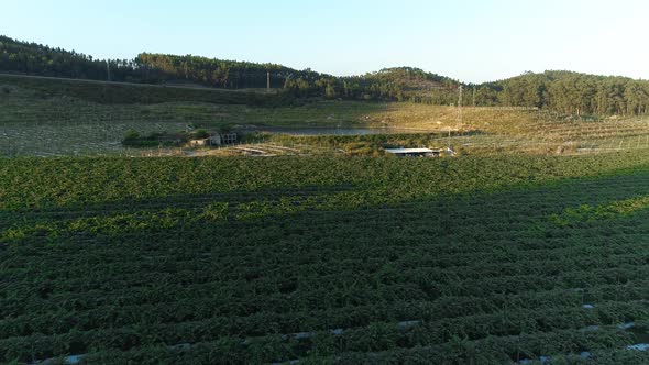 Farmland Aerial View