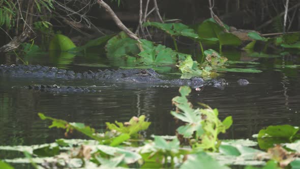 Two alligators swimming together during mating in South Florida Everglades in 4K resolution