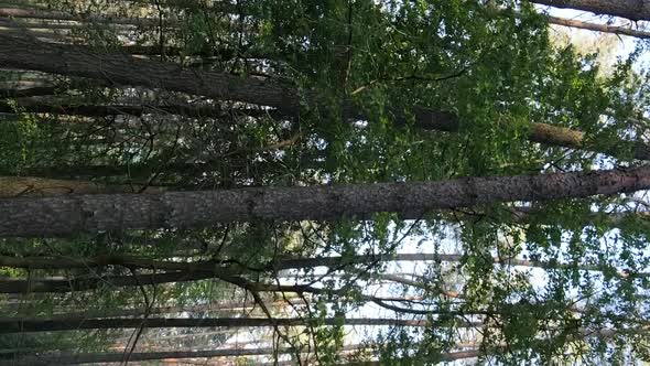 Vertical Video of a Forest with Pine Trees