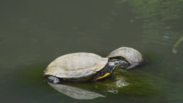 Turtle on stone in lake