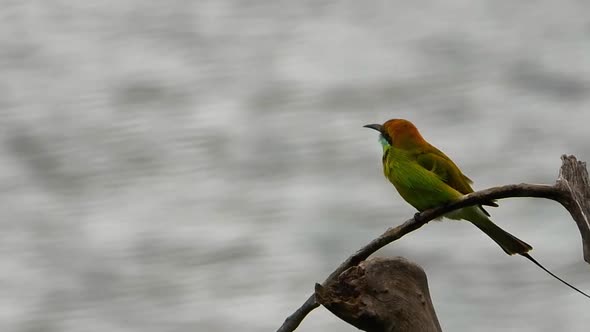 Long-tailed sylph Hummingbird sitting on a tree branch