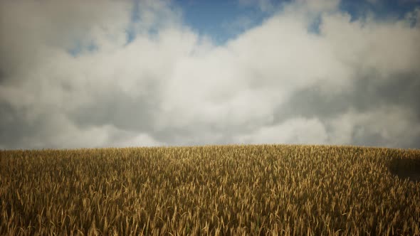 Dark Stormy Clouds Over Wheat Field